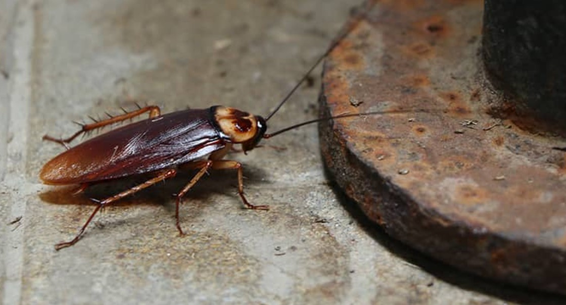 What Attracts Cockroaches To Your Home The Indoor Haven