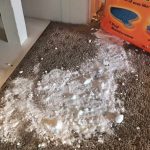 How to Clean Vomit from a Carpet - The Indoor Haven