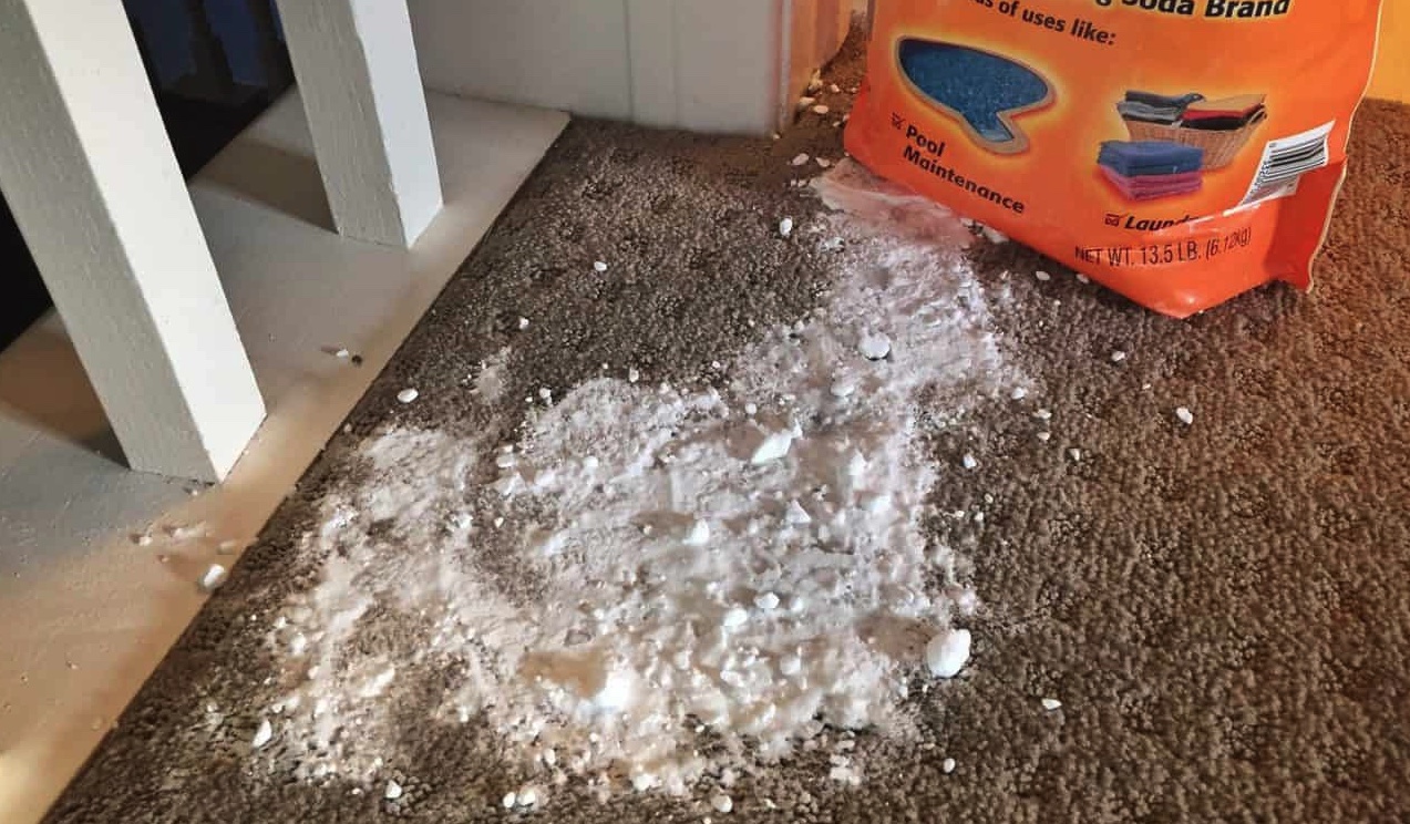 how-to-clean-vomit-from-a-carpet-the-indoor-haven