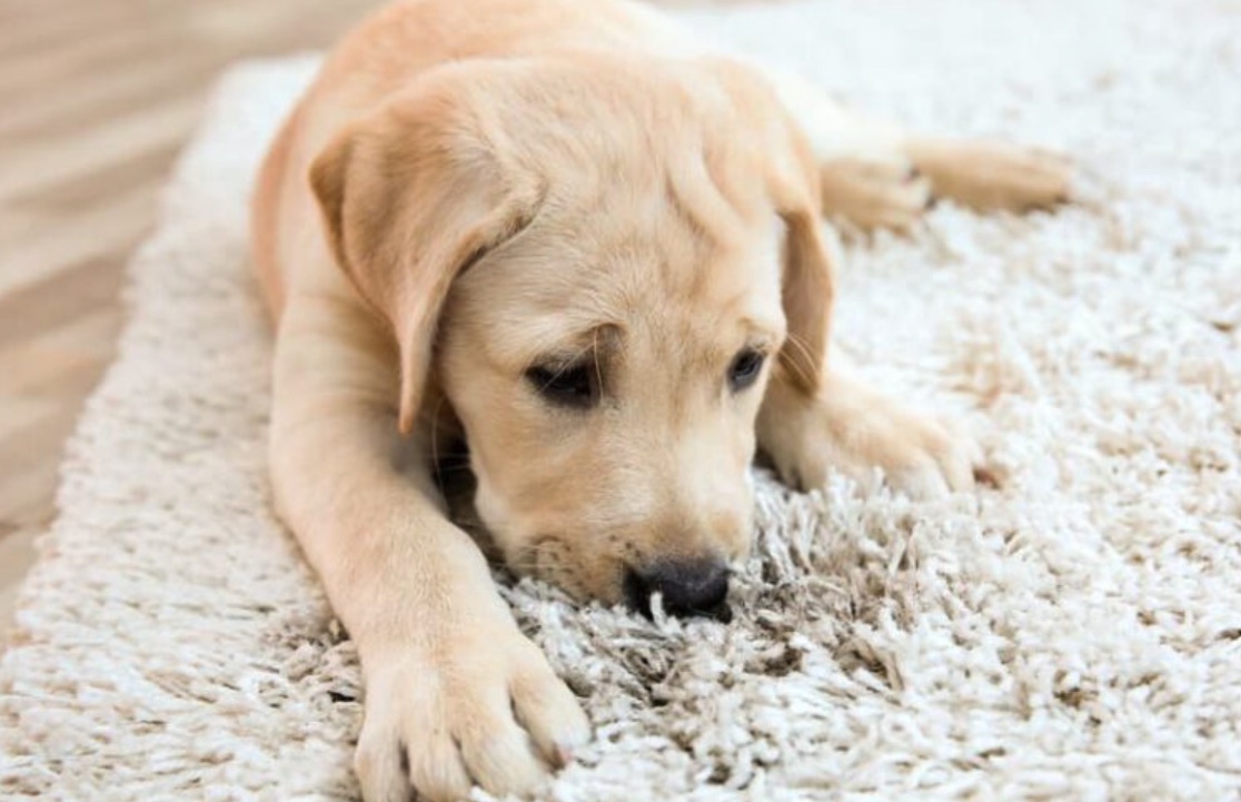 how-to-get-rid-of-dog-smells-in-the-house-the-indoor-haven