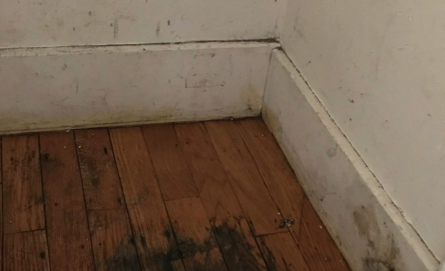 signs-that-you-have-mold-under-your-hardwood-floors-the-indoor-haven