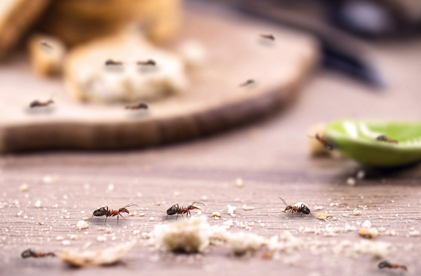 How To Get Rid Of Tiny Ants In The Kitchen The Indoor Haven   How To Get Rid Of Tiny Ants In The Kitchen 